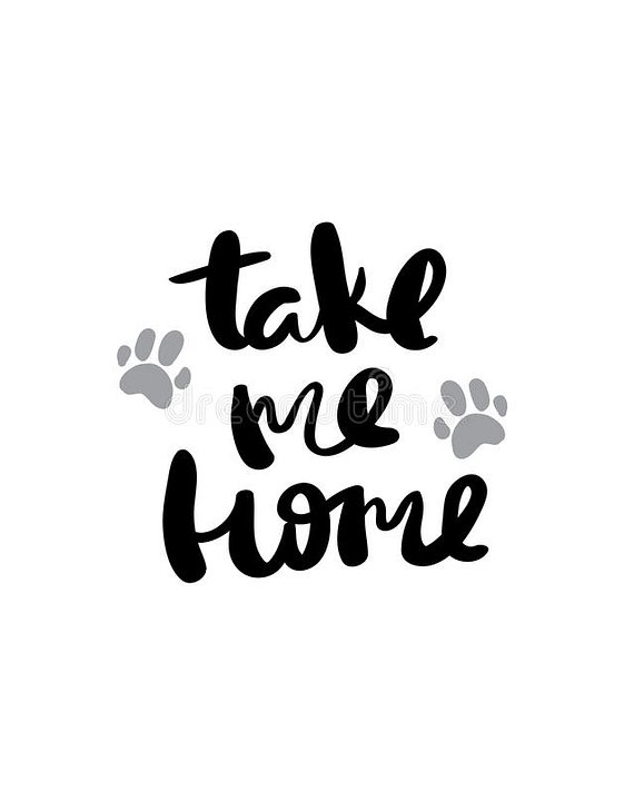 take-me-home-pets-lettering-posters-postcard-ink-modern-brush-calligraphy-isolated-95555215
